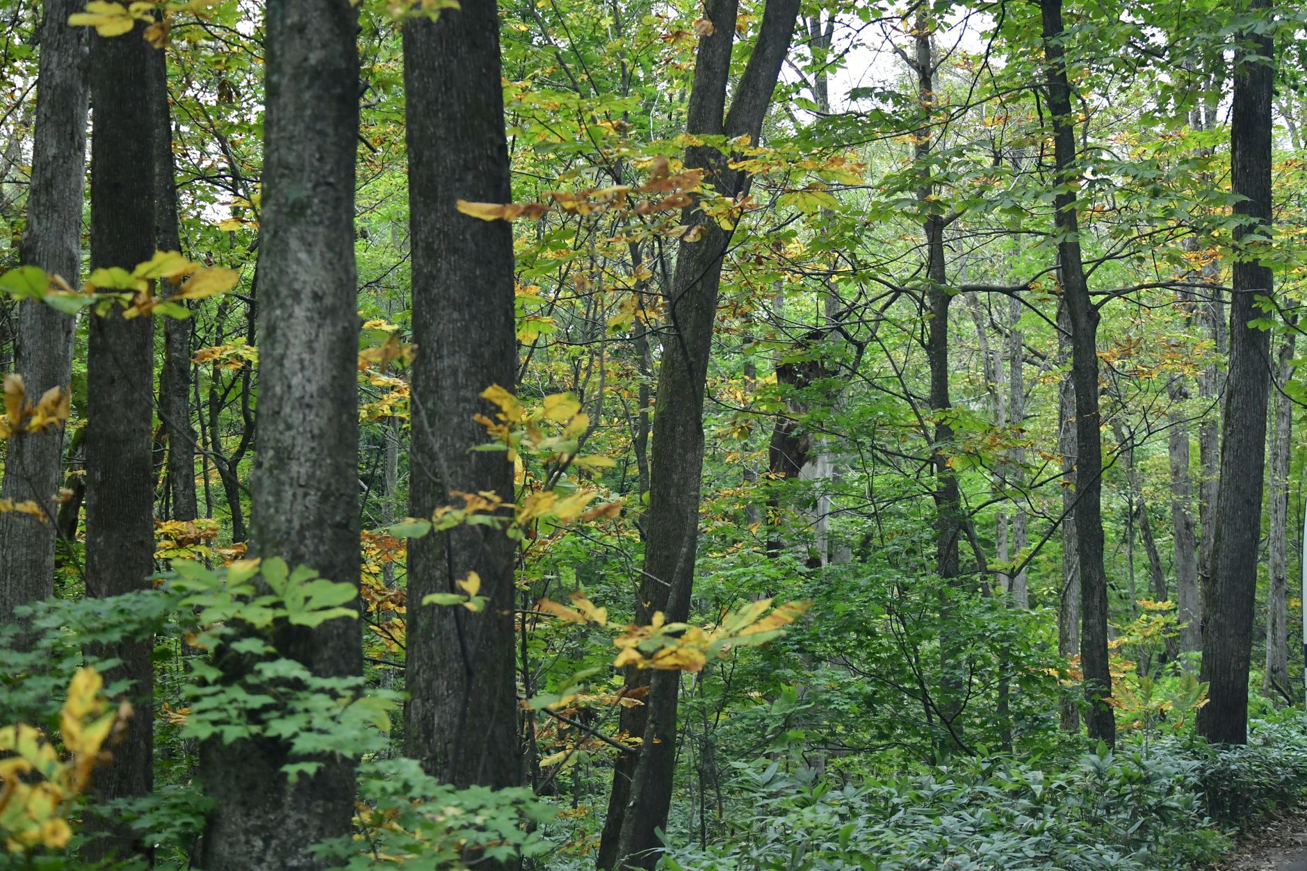 Tranquil autumn forest with vibrant leaves in Towada, Aomori, Japan.