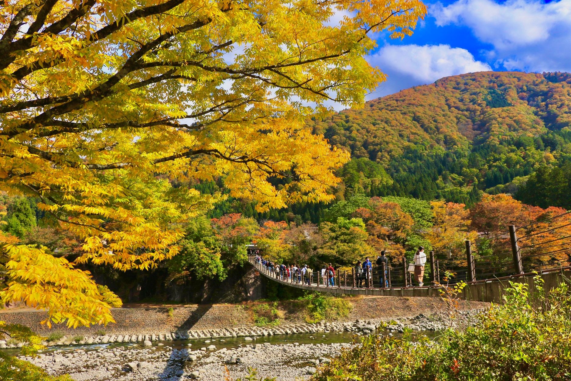 Stunning autumn scene of a footbridge and vibrant fall foliage in Shirakawa, Japan.